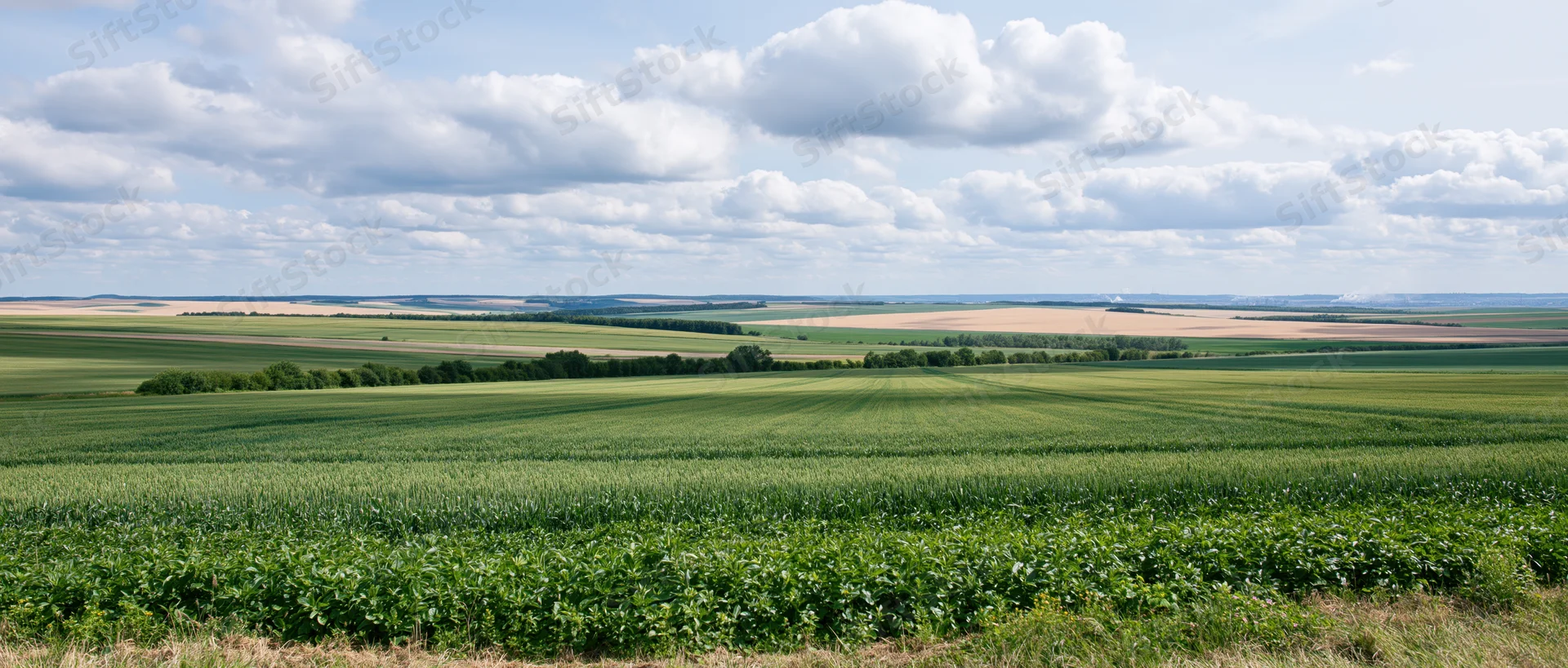 Expansive green cropfield under a cloudy sky in rural farmland