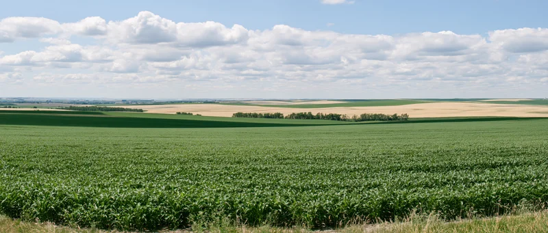 Expansive green cornfield under a blue sky with scattered clouds in a rural landscape