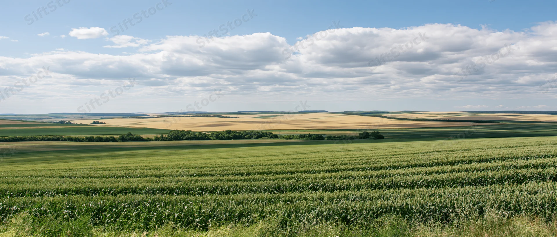 Expansive corn and wheat fields stretching toward the horizon under a partly cloudy blue sky