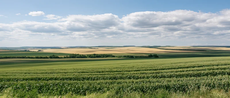 Expansive corn and wheat fields stretching toward the horizon under a partly cloudy blue sky