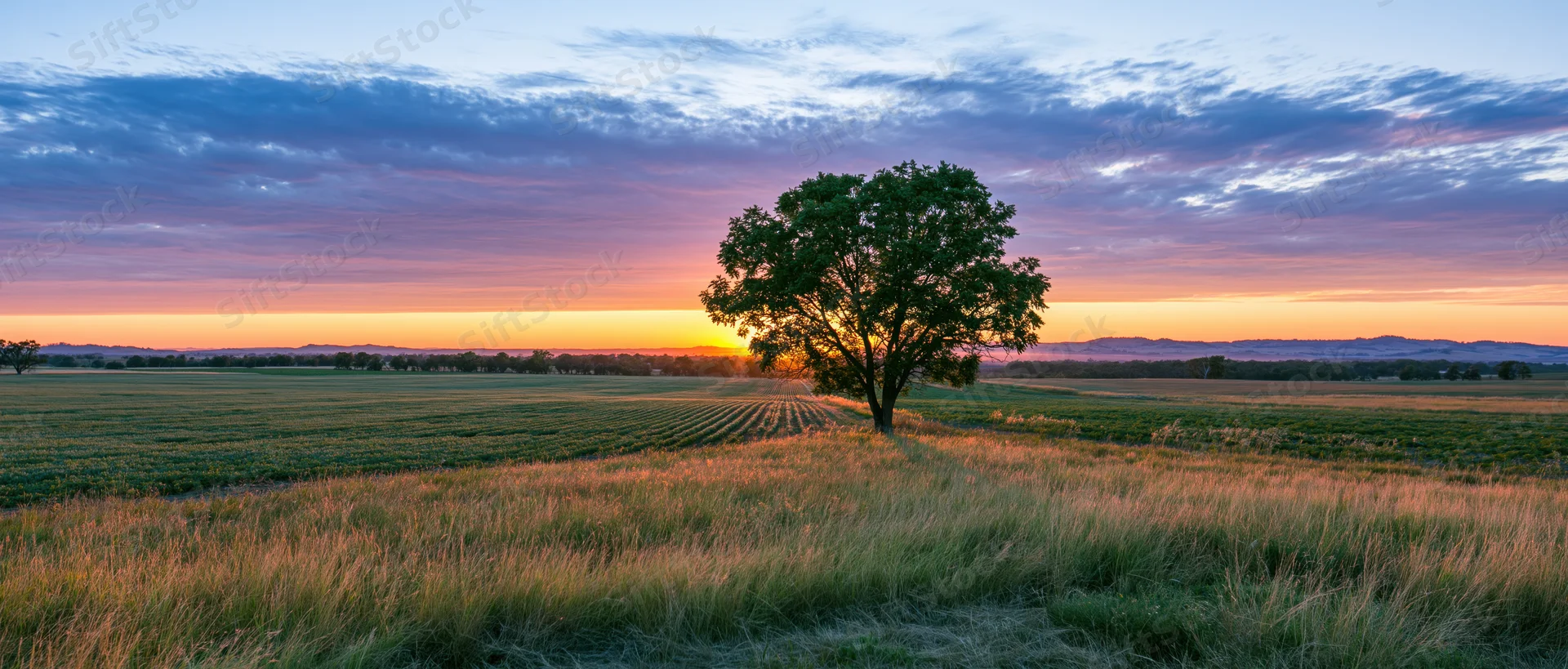 Lone tree standing in a grassy field at sunset with a colorful sky and distant horizon