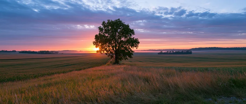 Solitary tree silhouetted against sunset over a vast farmland field