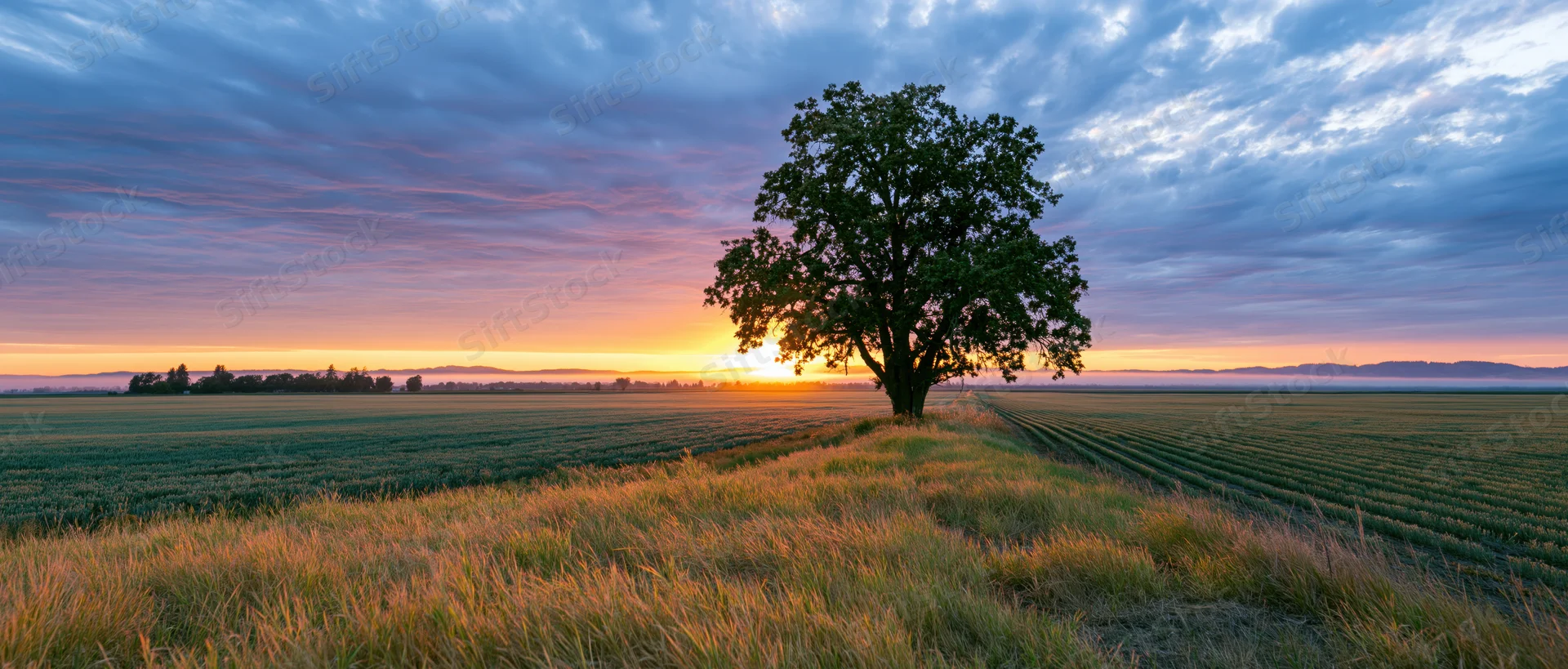 Solitary tree standing in a field at sunset with colorful sky and distant horizon