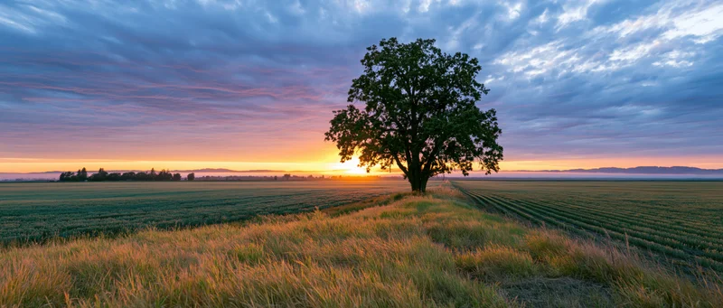 Solitary tree standing in a field at sunset with colorful sky and distant horizon