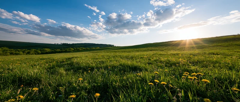 Dandelions growing in a green meadow at sunset with rolling hills and scattered clouds in the sky
