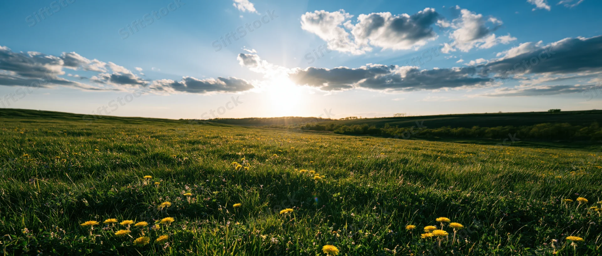 Sun rising over a green meadow dotted with yellow dandelions under a partly cloudy sky