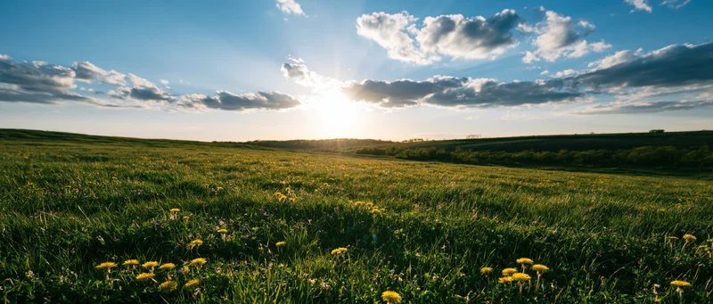 Sun rising over a green meadow dotted with yellow dandelions under a partly cloudy sky
