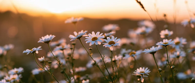 Chamomile flowers blooming in a field at sunset