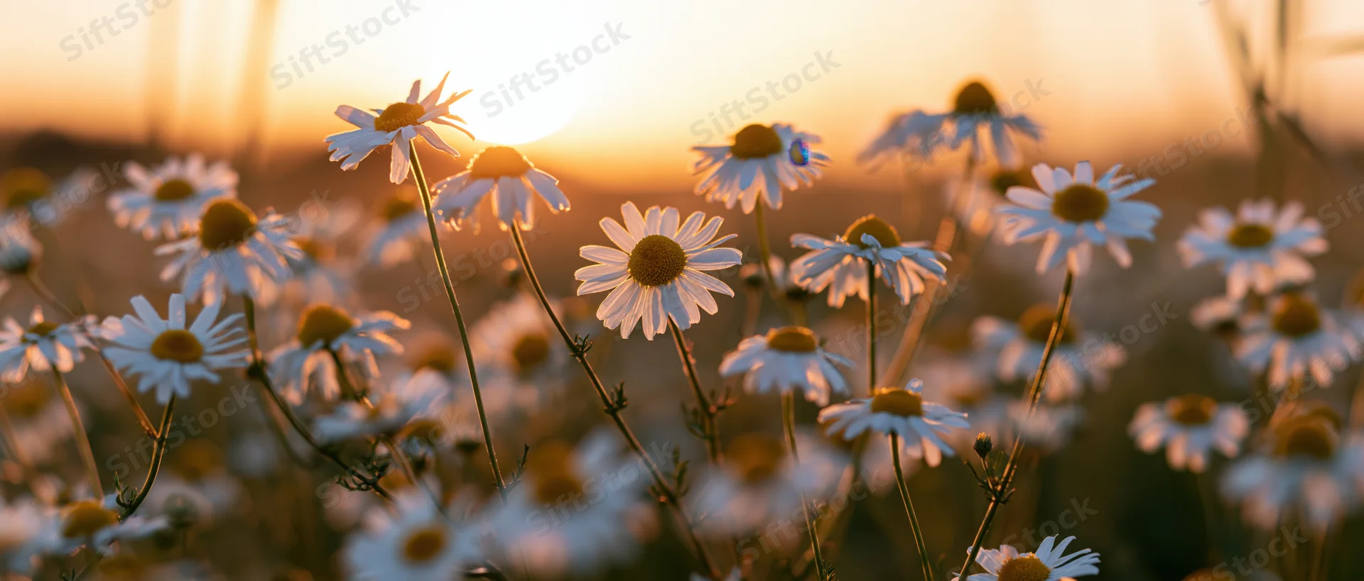 Chamomile flowers blooming in a field at sunset