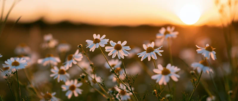 Chamomile flowers blooming in a field at sunset