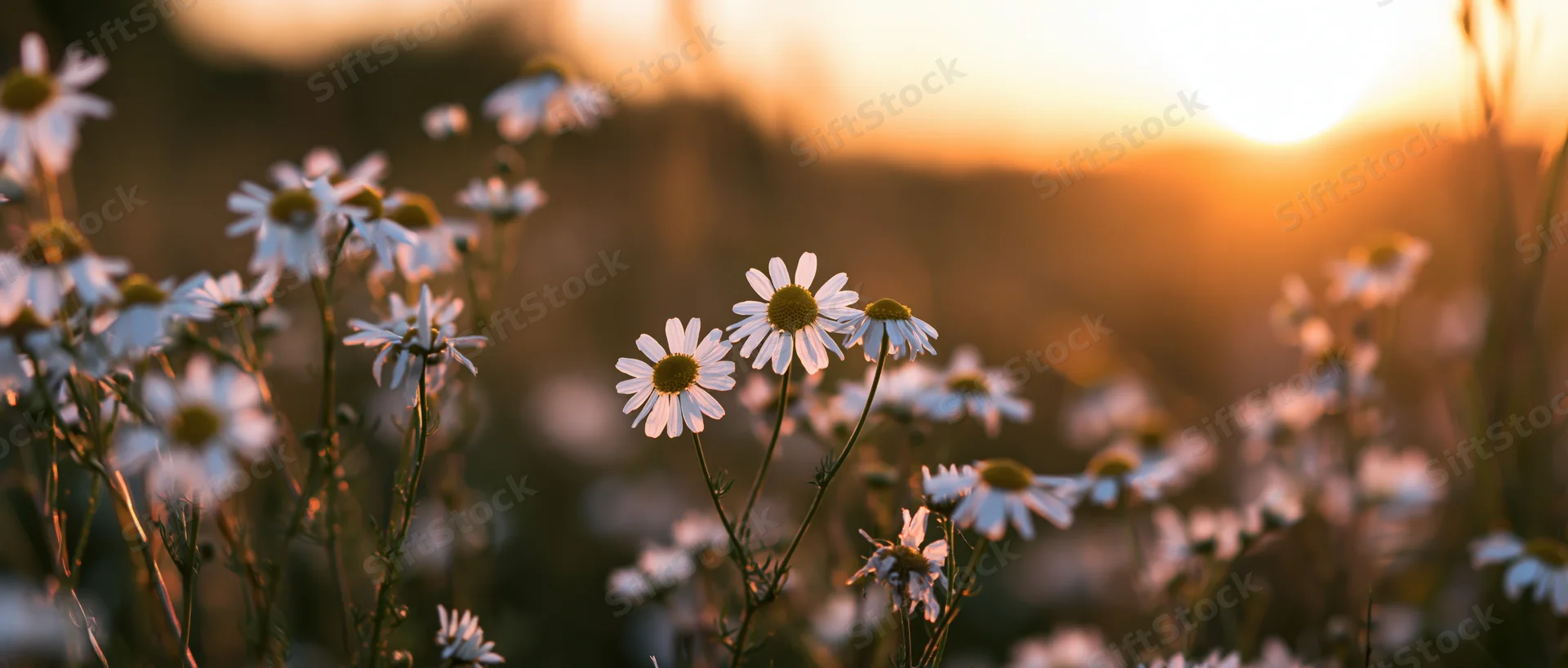 Chamomile flowers blooming in a field at sunset