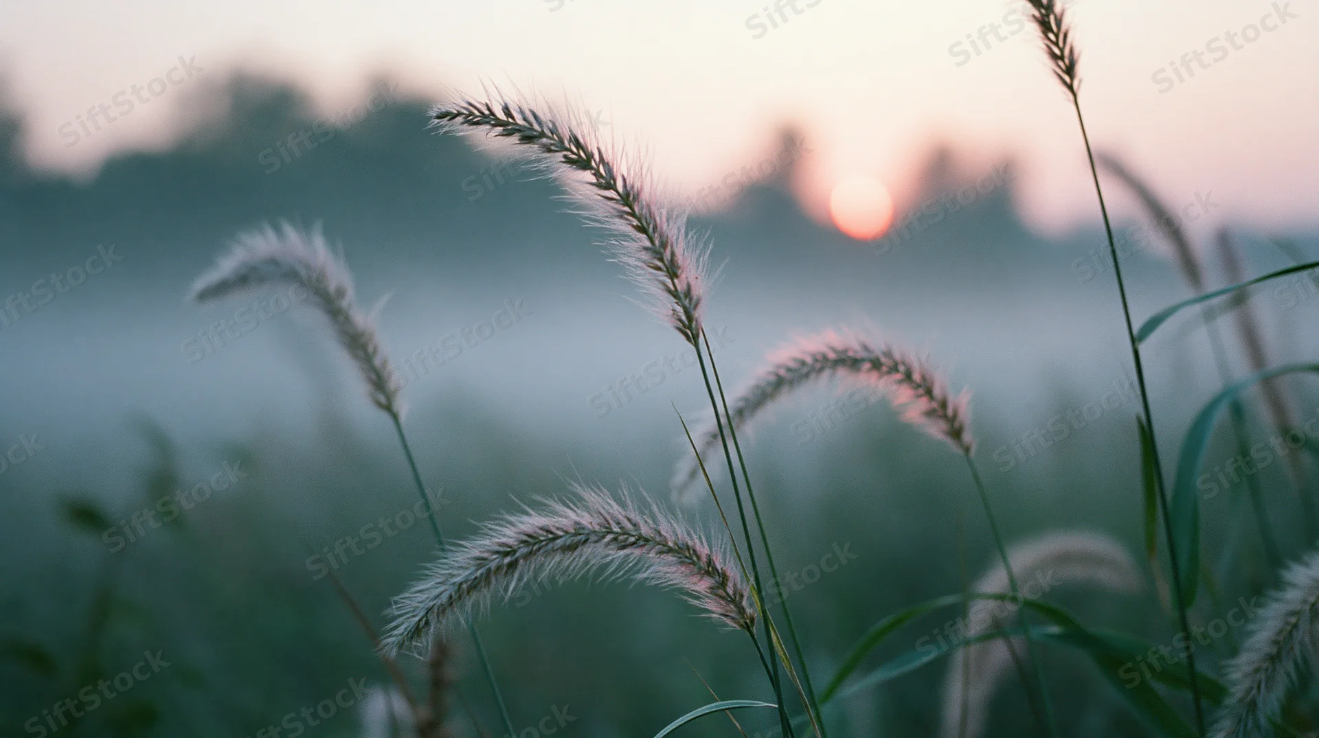 Feathery grasses swaying in a misty field at sunrise