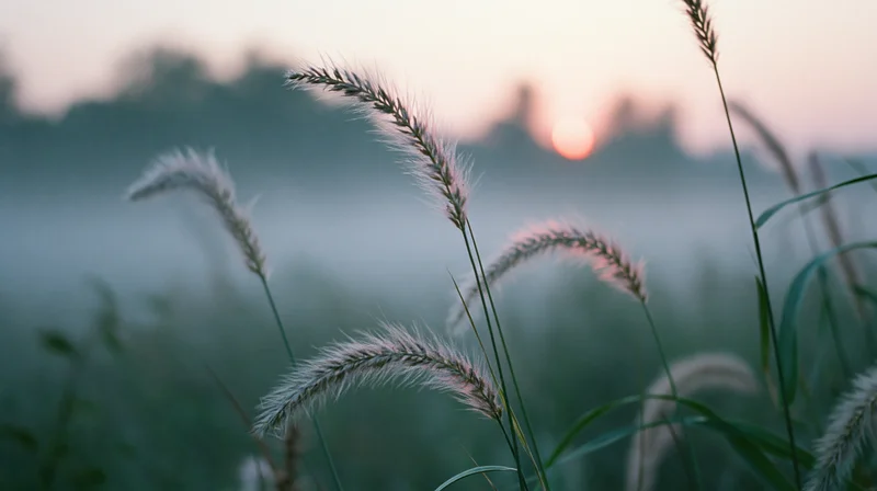 Feathery grasses swaying in a misty field at sunrise