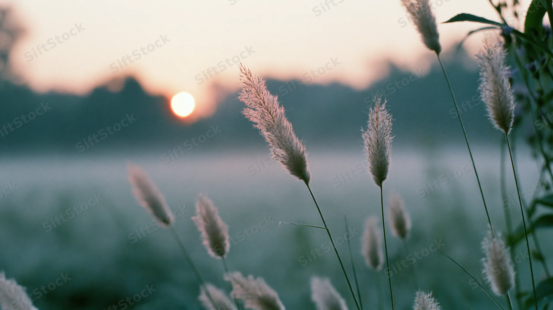Fluffy grass seedheads in a misty field at sunrise