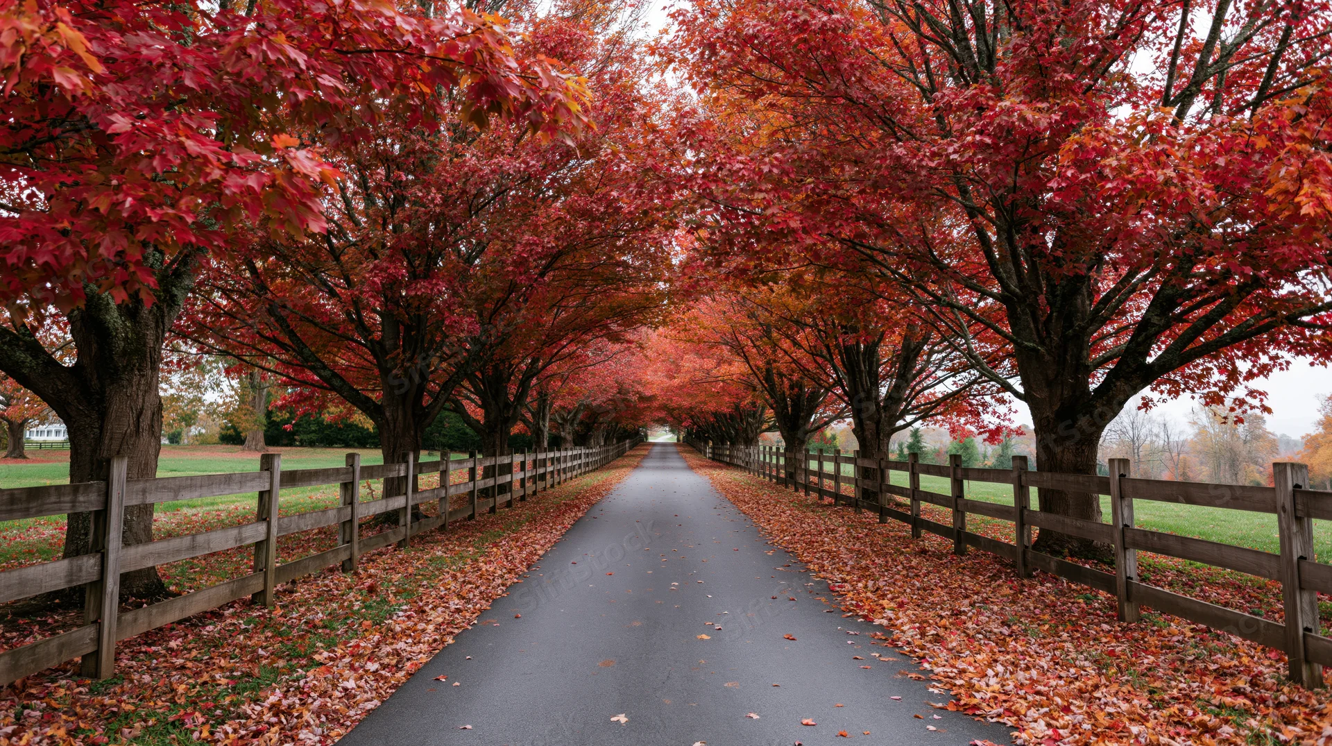 A paved path lined with red maple trees in autumn, flanked by wooden fences and fields