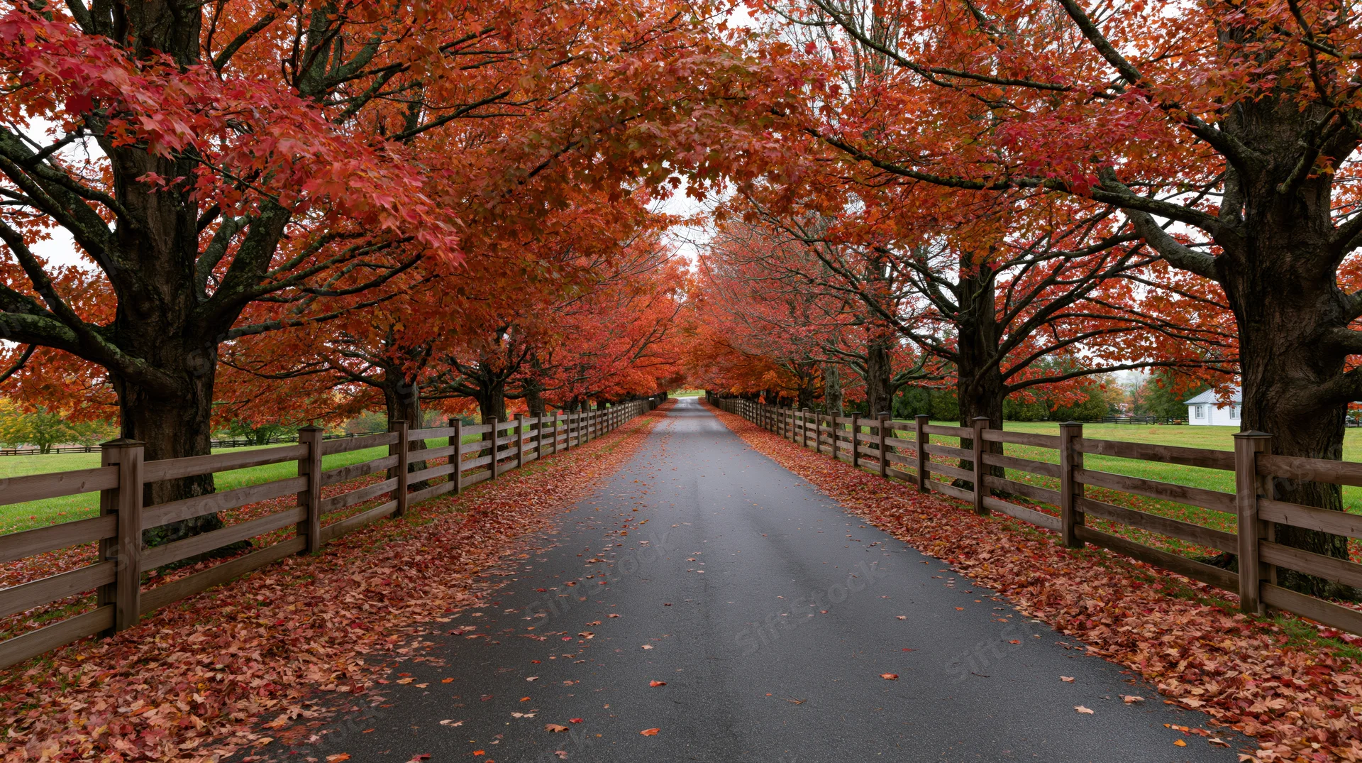 Autumn trees lining a rural road with fallen leaves and wooden fences on either side