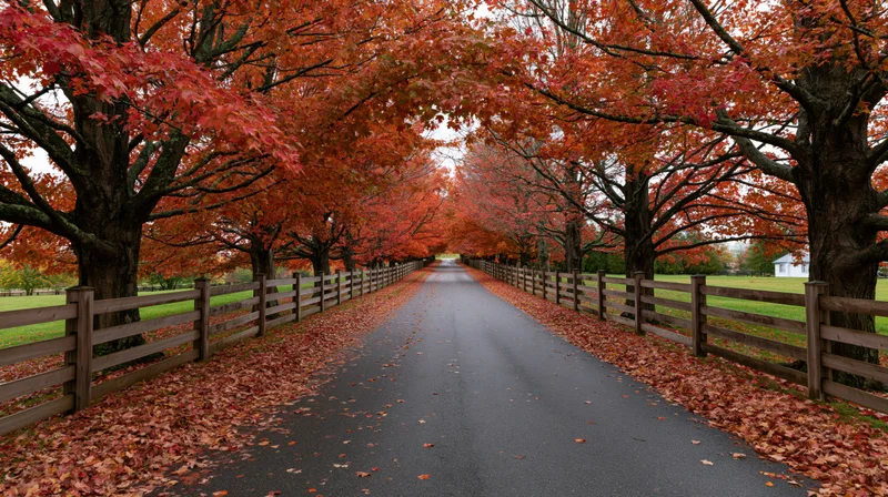 Autumn trees lining a rural road with fallen leaves and wooden fences on either side