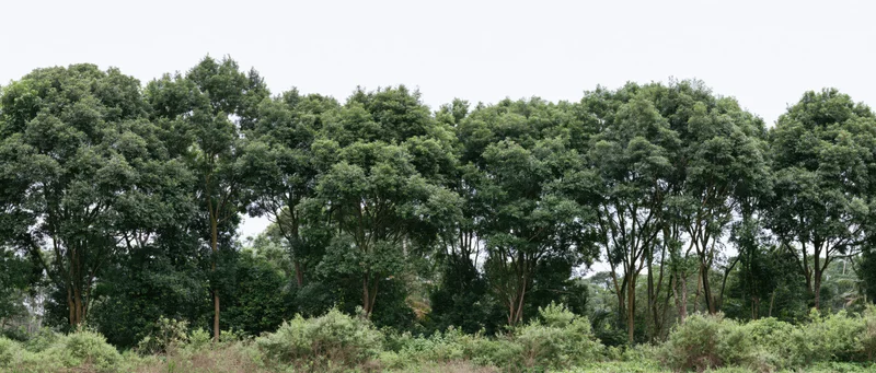 A row of mature trees with dense green canopies standing in a natural woodland setting with shrubs and grass in the foreground
