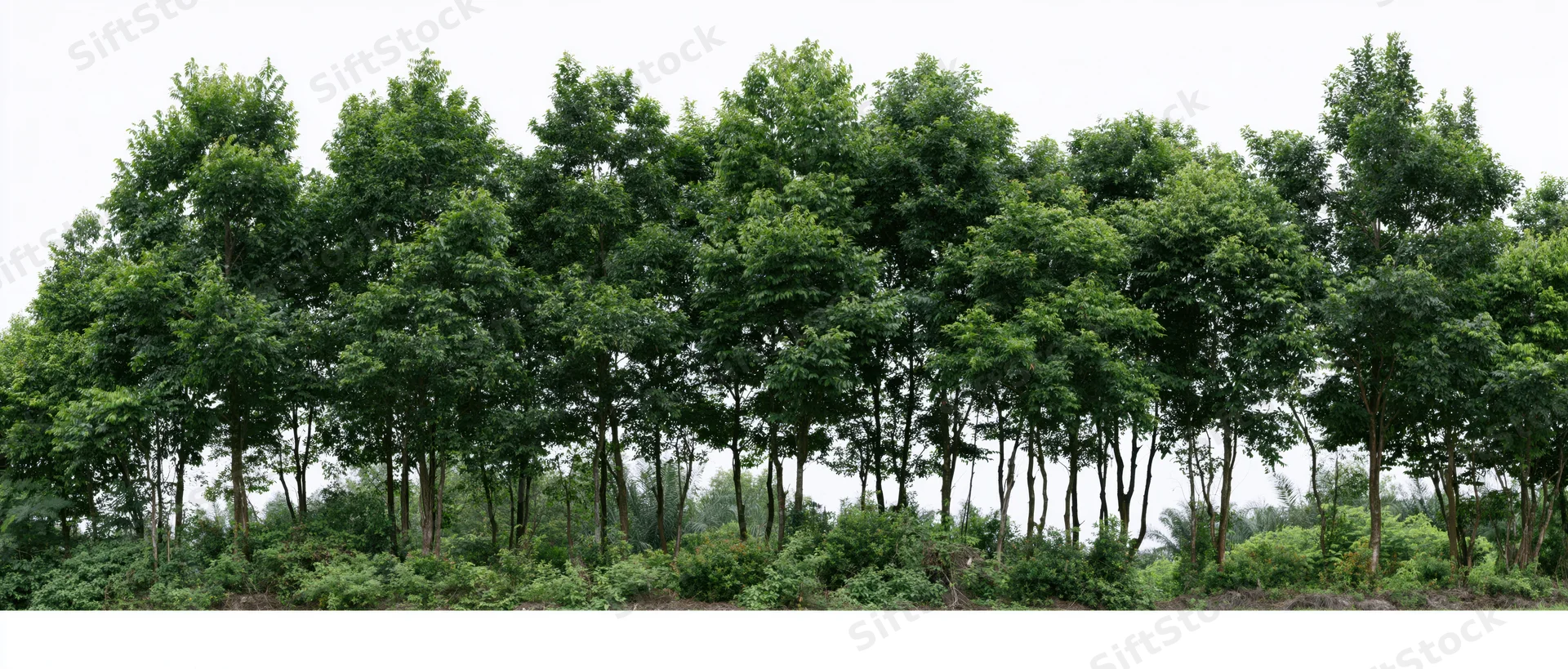 A row of green trees with dense foliage and shrubs at the base, forming a natural woodland border against a plain sky
