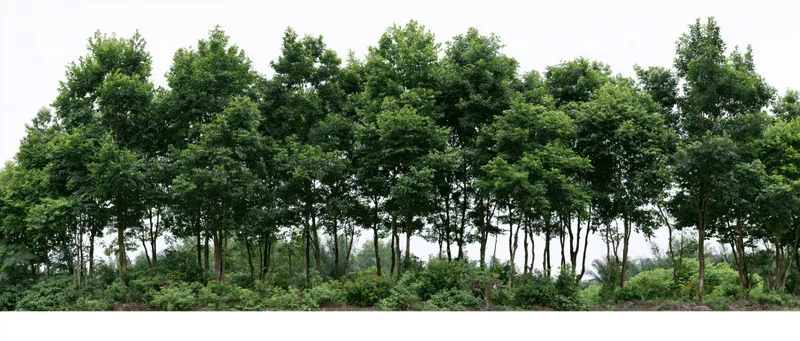 A row of green trees with dense foliage and shrubs at the base, forming a natural woodland border against a plain sky