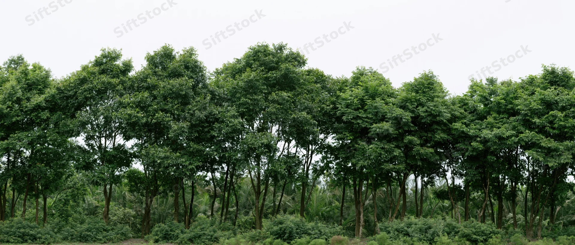 Row of green trees forming a dense canopy in a rural plantation setting