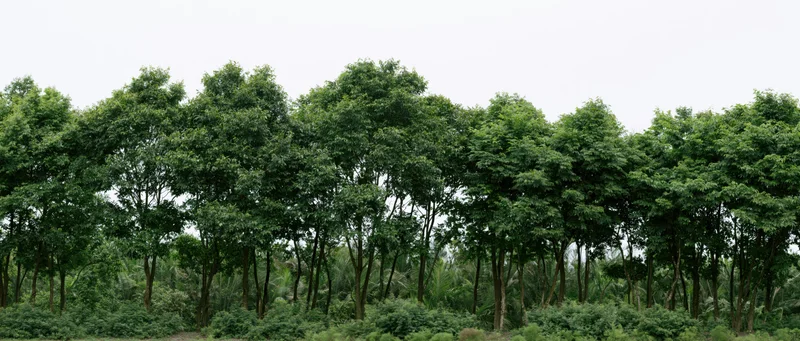 Row of green trees forming a dense canopy in a rural plantation setting