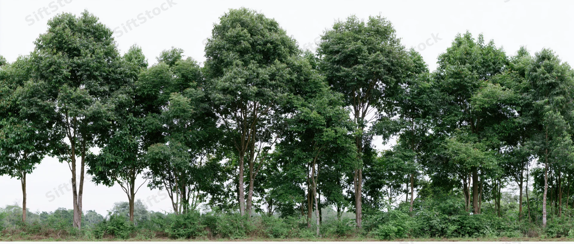 Row of green trees with dense foliage standing in a rural landscape under an overcast sky