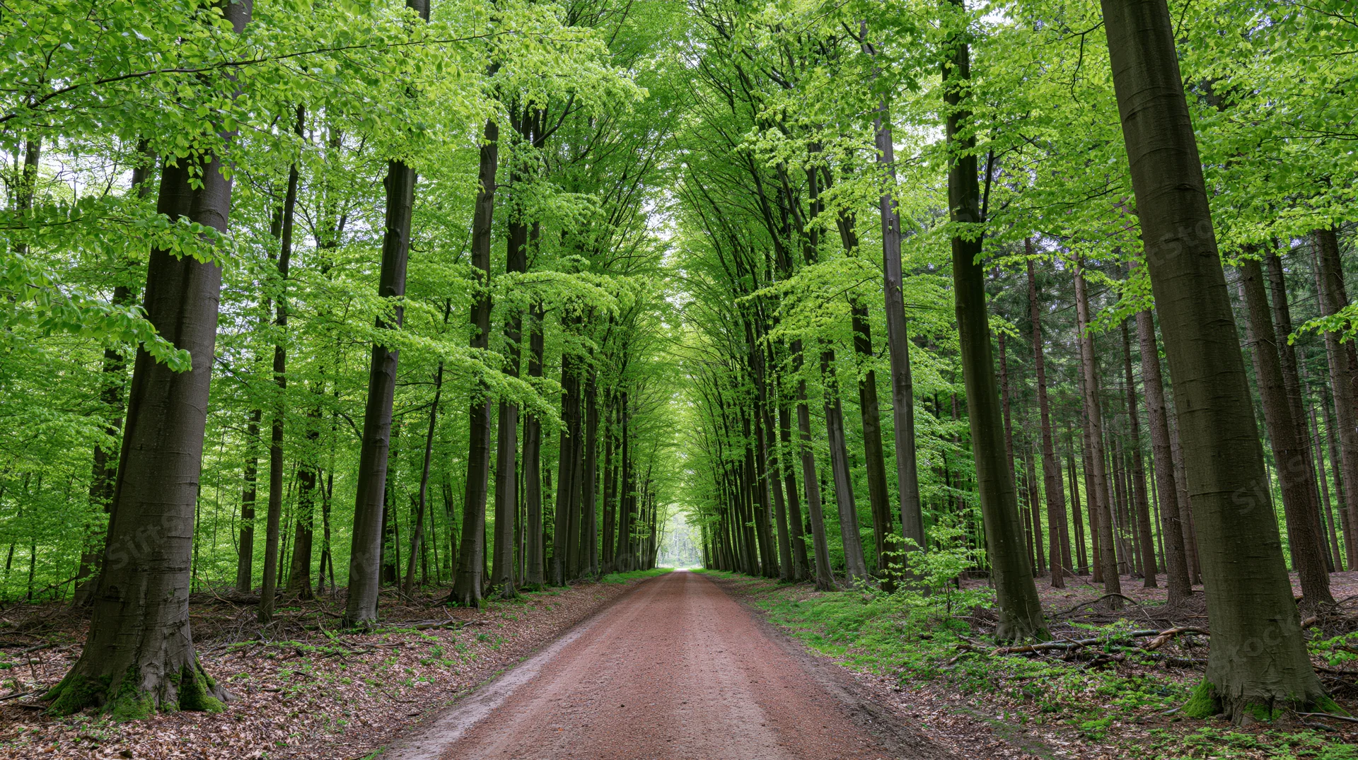 Dirt road winding through dense beech forest in spring, flanked by tall trees with fresh green foliage