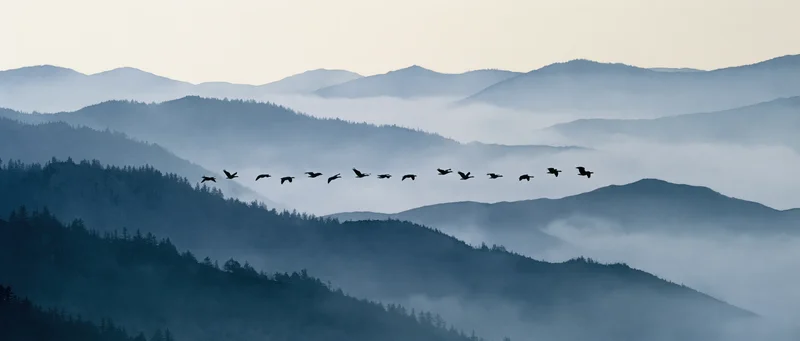 Geese flying in v-formation over misty mountain ridges at dawn