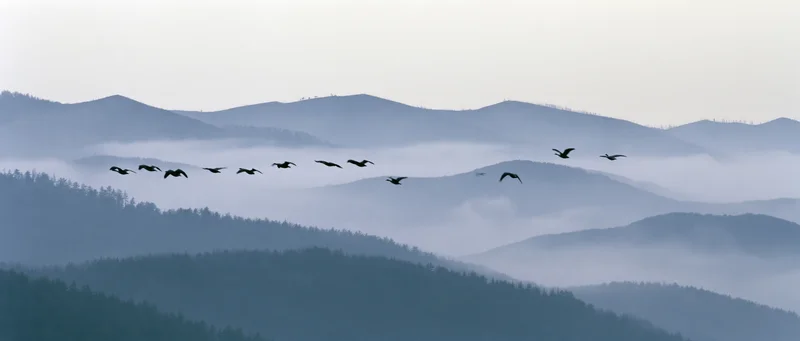 Flock of geese flying in formation over misty mountain ridges at dawn
