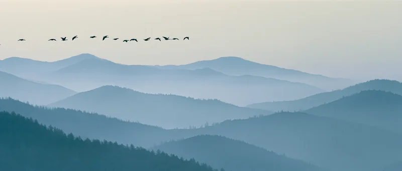 Birds flying in formation over misty mountain ranges with forested valleys below