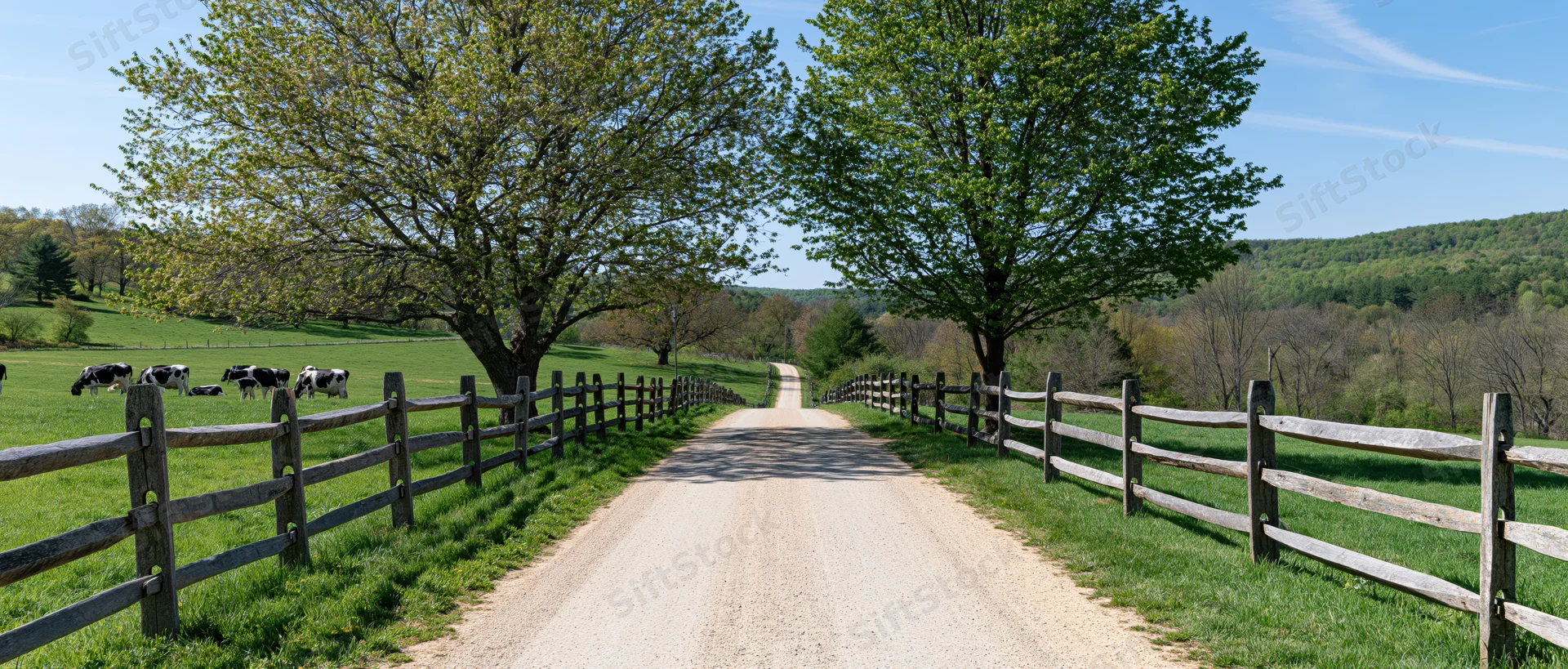Cows grazing in a green pasture beside a dirt road lined with split-rail fences and trees