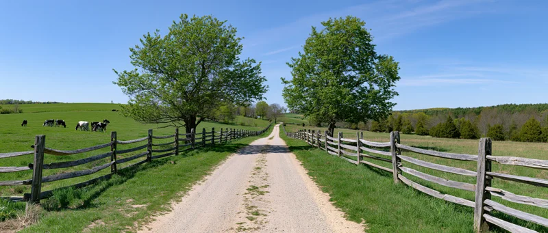 Gravel path lined with splitrail fences through green pasture with grazing cows under blue sky