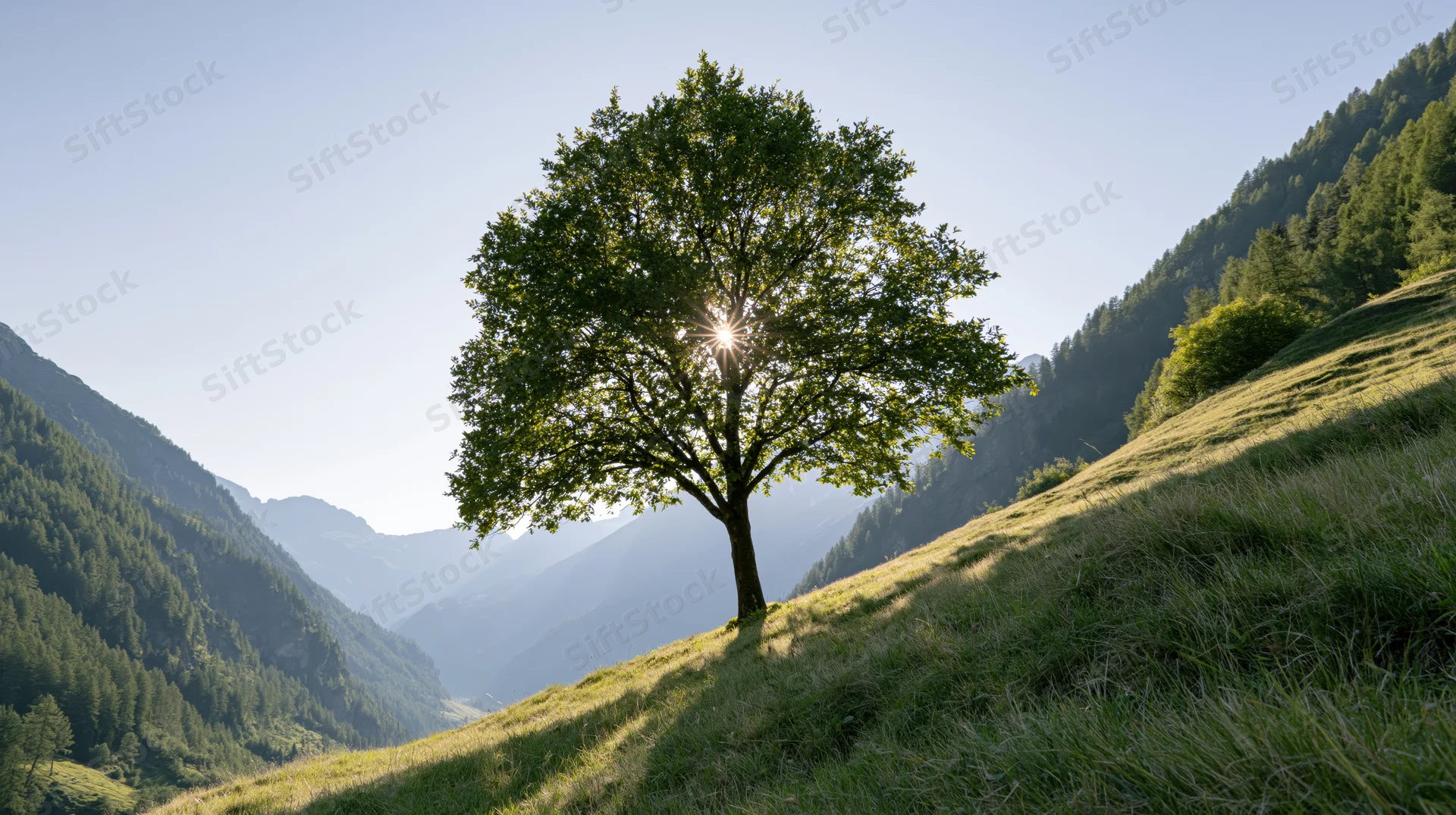 Solitary tree on a grassy hillside in a mountain valley with sunlight filtering through its leaves