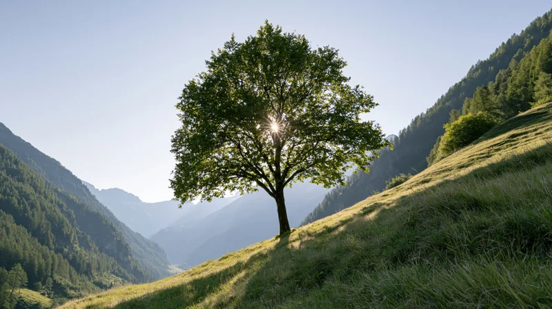 Solitary tree on a grassy hillside in a mountain valley with sunlight filtering through its leaves