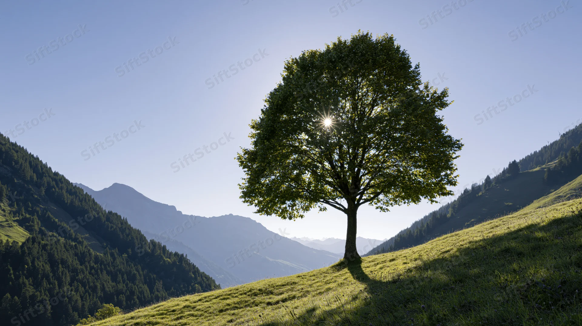 Solitary tree on a grassy hillside in a mountain valley under clear sky with sunlight filtering through leaves