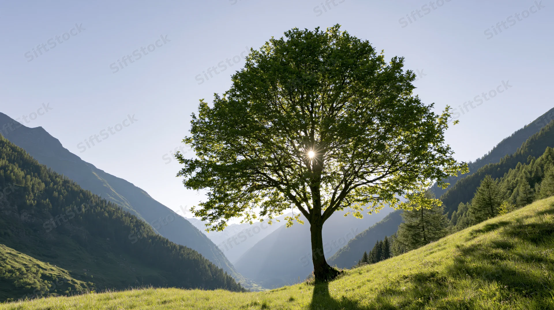 Solitary tree with sun shining through leaves on a grassy hillside in a mountain valley