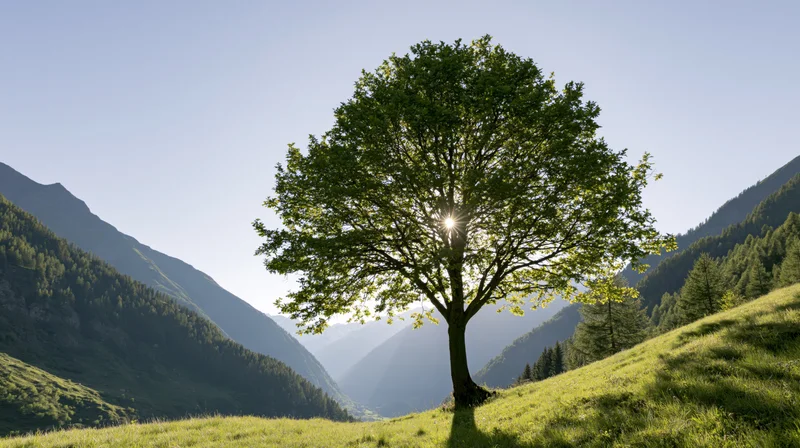 Solitary tree with sun shining through leaves on a grassy hillside in a mountain valley