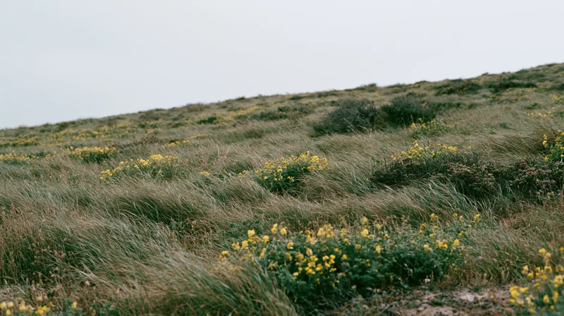 Yellow wildflowers blooming in a grassy hillside meadow under an overcast sky