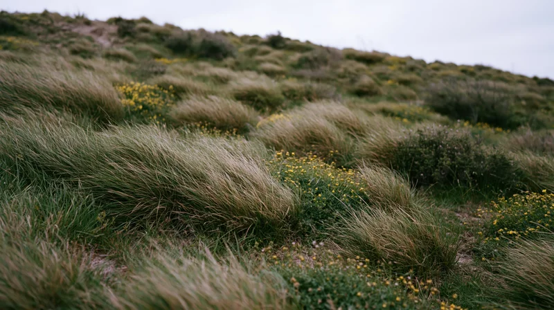 Windblown grass and yellow wildflowers on a coastal dune hillside