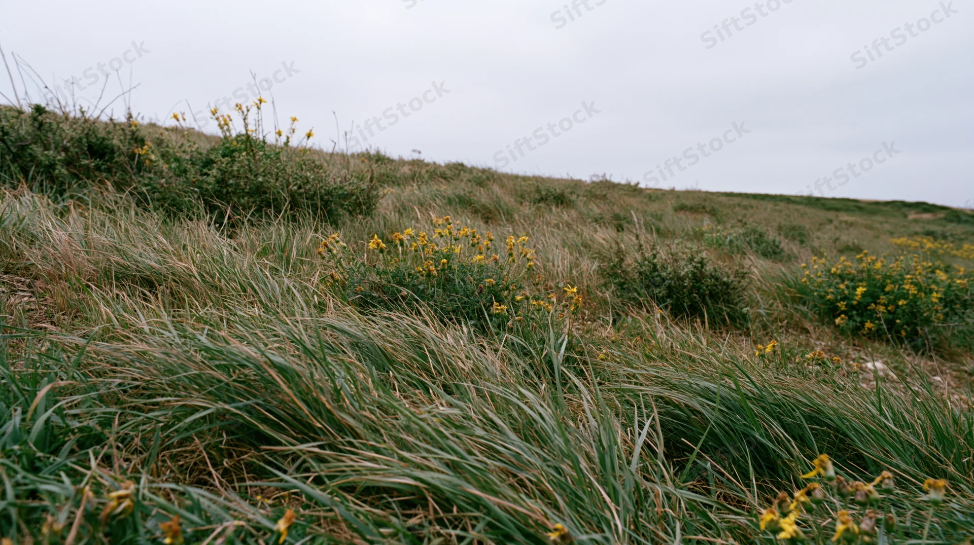 Wind-blown grass and yellow wildflowers on a coastal dune field