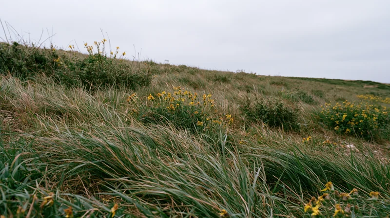 Wind-blown grass and yellow wildflowers on a coastal dune field