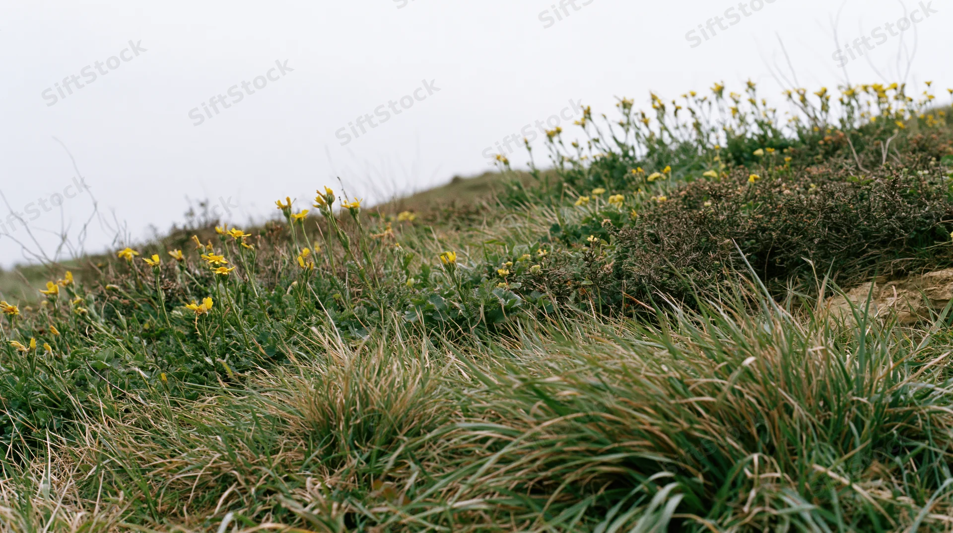 Yellow wildflowers blooming among green and brown grass on a sloping hillside under an overcast sky