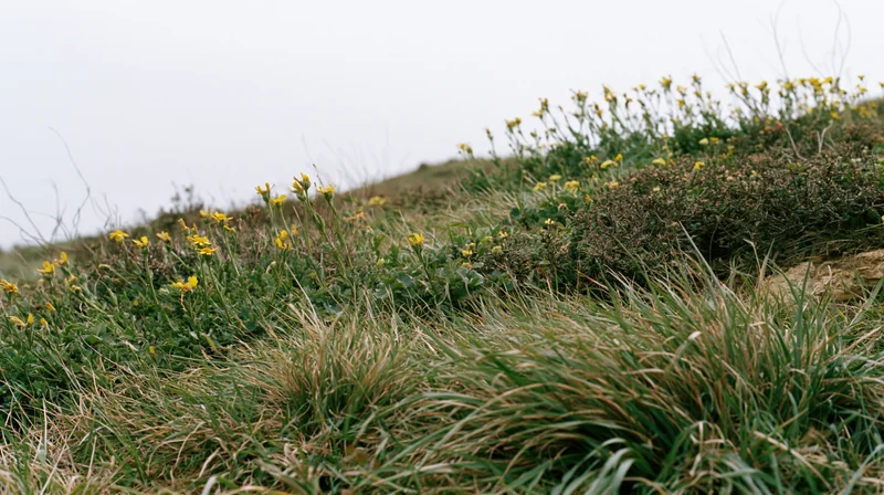 Yellow wildflowers blooming among green and brown grass on a sloping hillside under an overcast sky