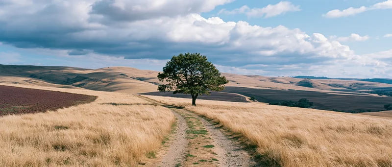 Lone tree standing on a dirt path through golden grass fields under a cloudy sky