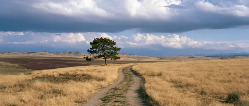 A winding dirt path through a golden grassy field leading toward a lone tree under a cloudy sky