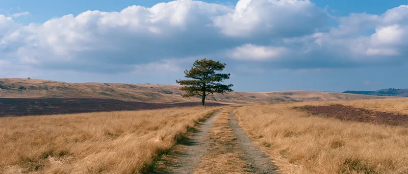 Dirt path winding through golden grassy field with lone tree under cloudy sky