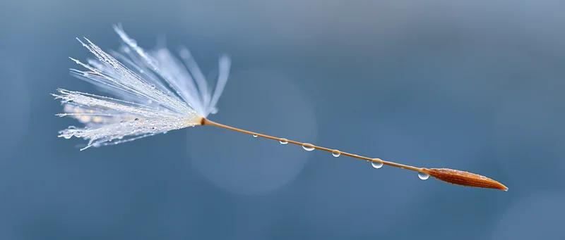 Dandelion seed with water droplets on stem floating against blurred blue background