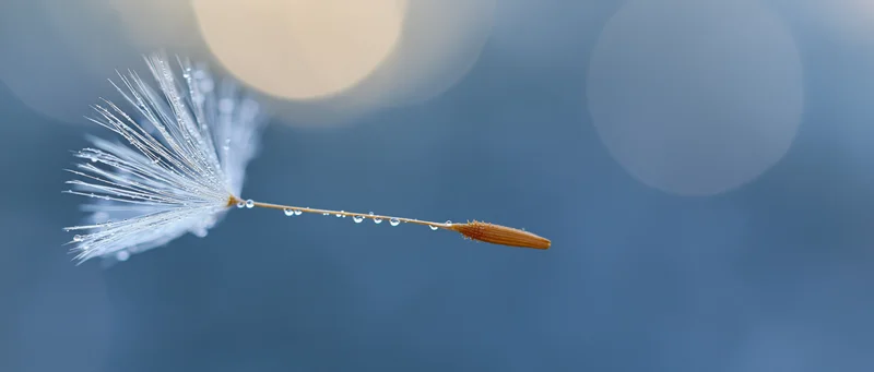 Dandelion seed with water droplets floating against a blurred blue background