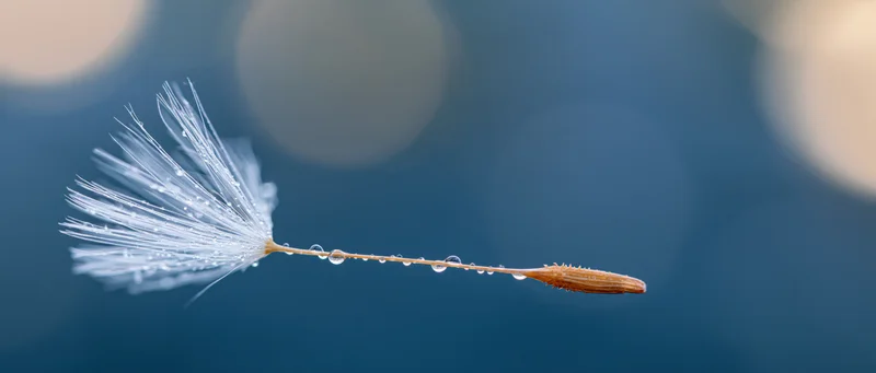 Dandelion seed with water droplets on stem against blue bokeh background